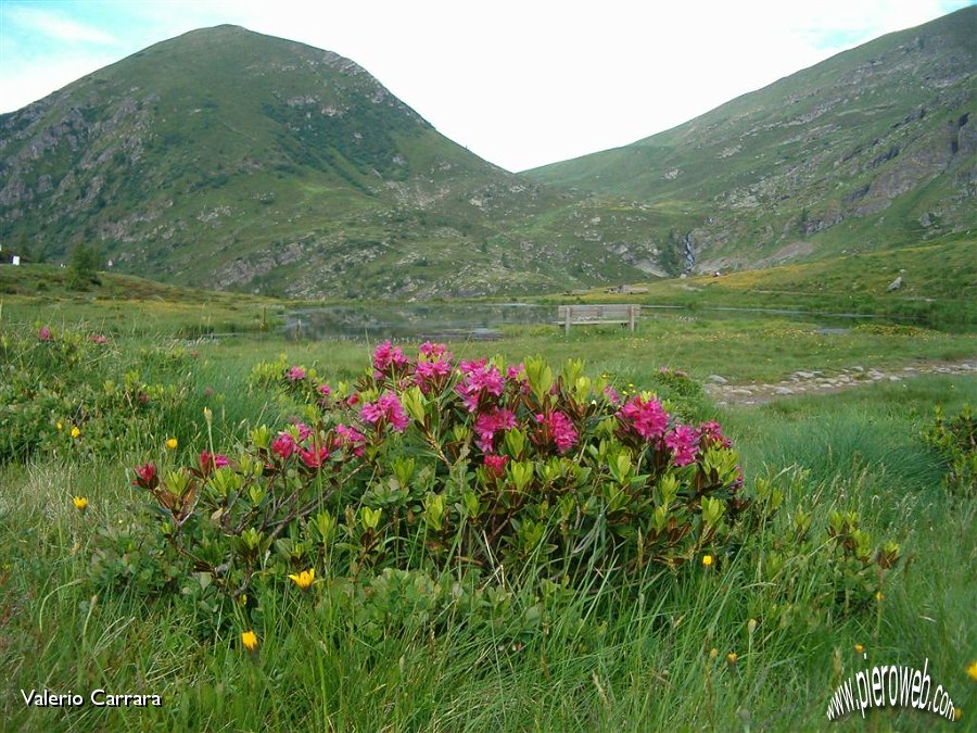 3 Rododendri e La valle dei Laghi Alti .jpg